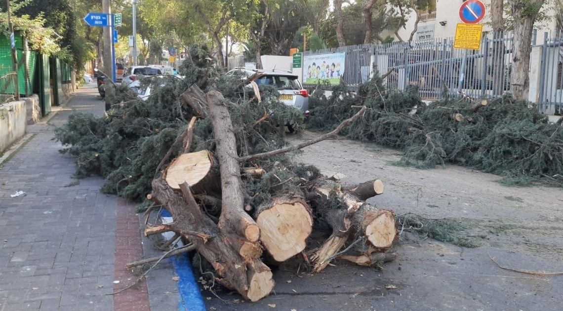 עצים שנכרתו בבית ספר בלוך בתל אביב | צילום: עינת פישביין