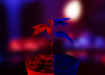 אילוסטרציה | צילום: שאטרסטוק