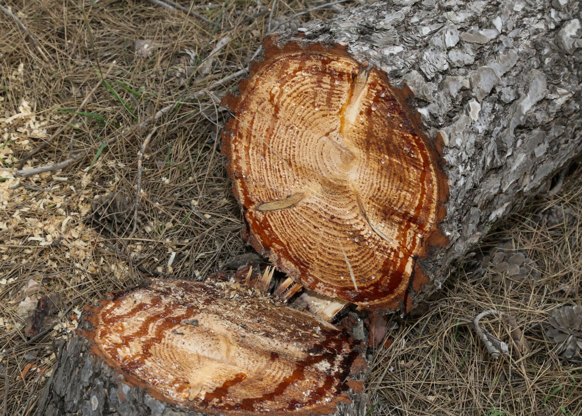 צילום: גרשון אליסון, פלאש 90