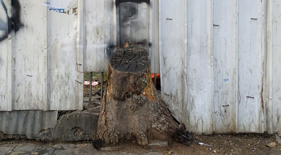 עץ כרות | צילום: דור זומר
