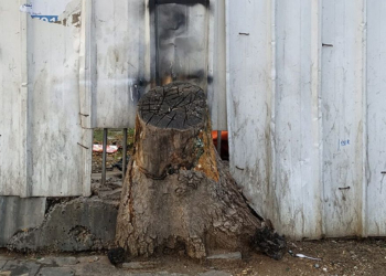 עץ כרות | צילום: דור זומר